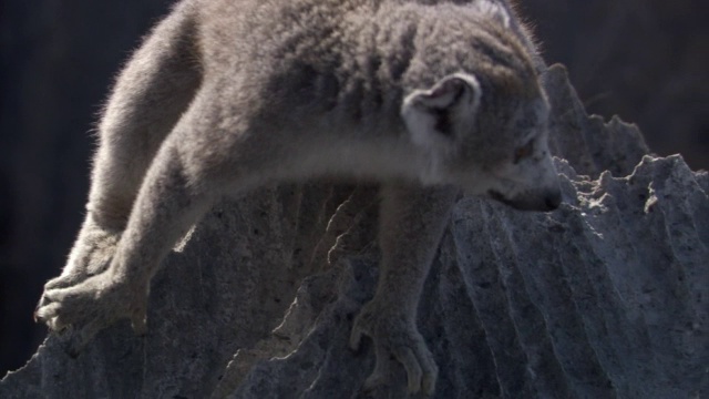 冠狐猴(冠狐猴冠狐猴)生活在石灰岩喀斯特，安卡拉那，马达加斯加视频素材