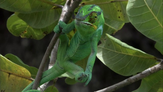 黑豹变色龙(Furcifer pardalis)依附在树枝上，马达加斯加视频素材