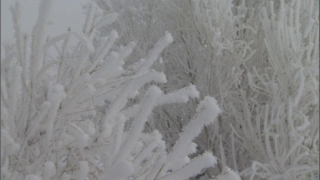 白雪覆盖的灌木丛，贾库尔特，中国视频素材