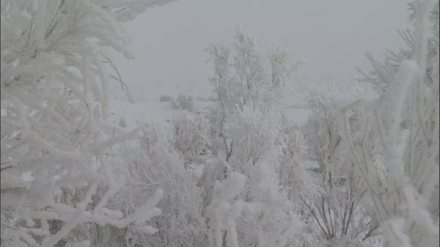 白雪覆盖的灌木丛，贾库尔特，中国视频素材