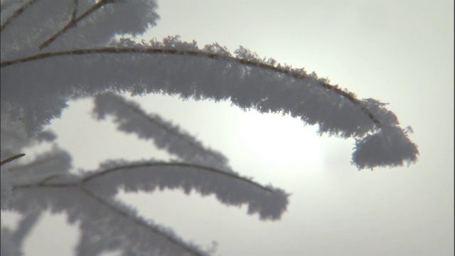 白雪覆盖的灌木丛，贾库尔特，中国视频素材