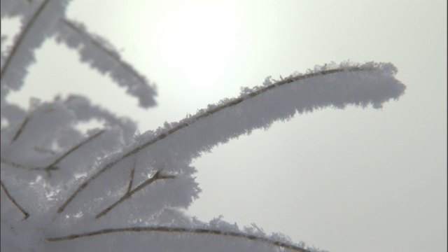 白雪覆盖的灌木丛，贾库尔特，中国视频素材