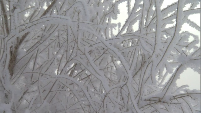 白雪覆盖的灌木丛，贾库尔特，中国视频素材