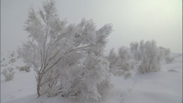 白雪覆盖的灌木丛，贾库尔特，中国视频素材