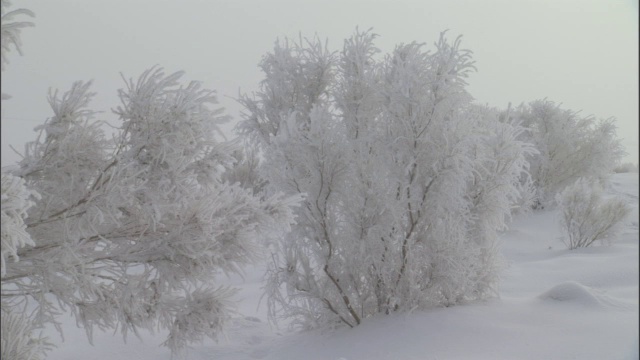 白雪覆盖的灌木丛，贾库尔特，中国视频素材