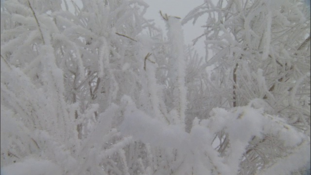 白雪覆盖的灌木丛，贾库尔特，中国视频素材