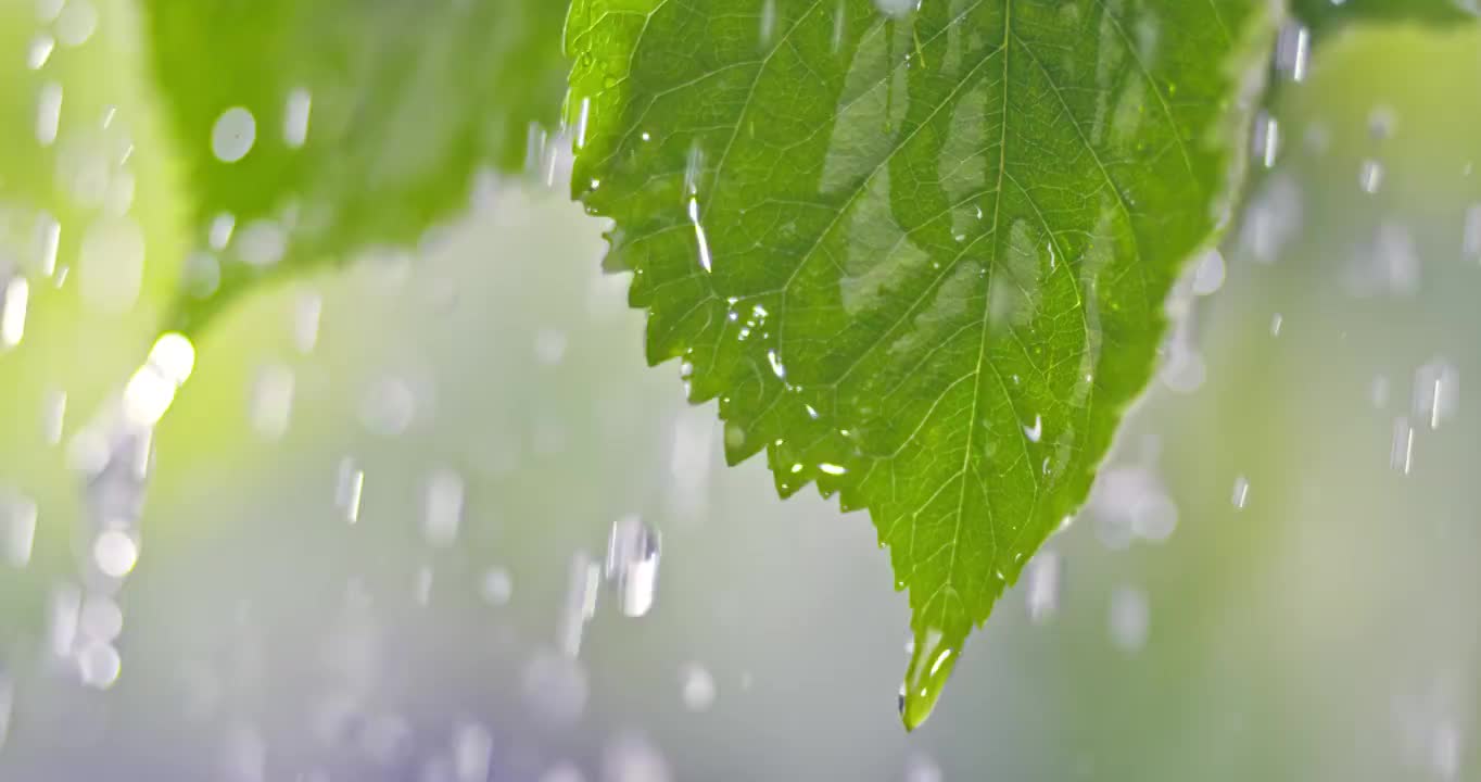 雨落在树叶上视频素材