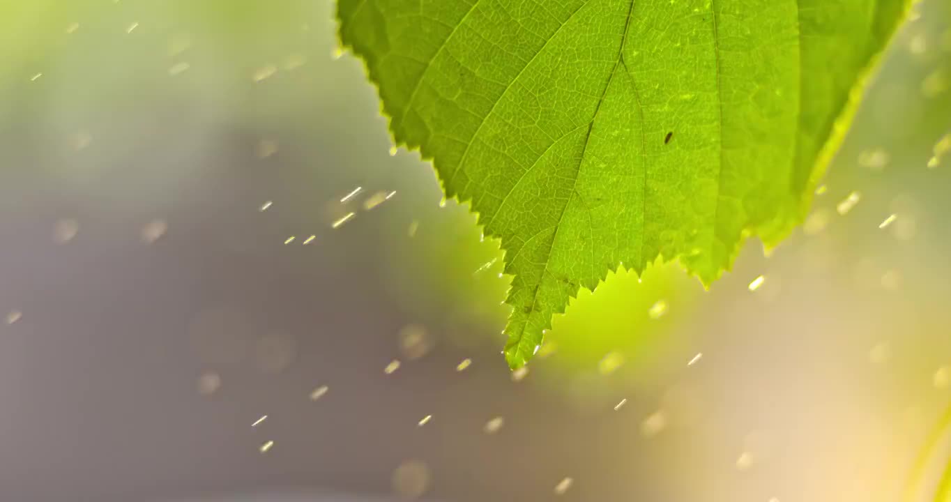 SLO MO绿叶在雨中在一个晴朗的日子视频素材