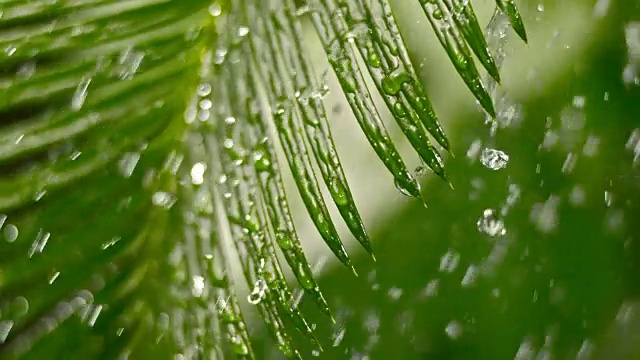 SLO MO TD夏日阵雨中的棕榈叶视频素材