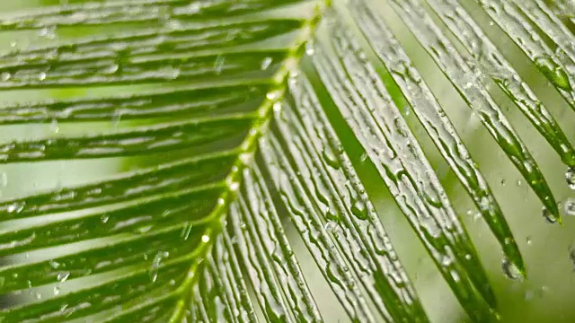 落在棕榈叶上的雨滴视频素材