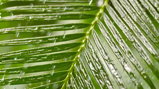 雨落在棕榈叶上视频素材