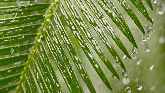 SLO MO TD棕榈叶在大雨中视频素材