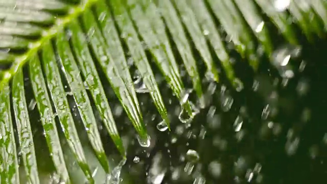 雨中的棕榈叶视频素材