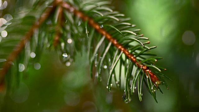 雨点落在冷杉树叶上视频素材