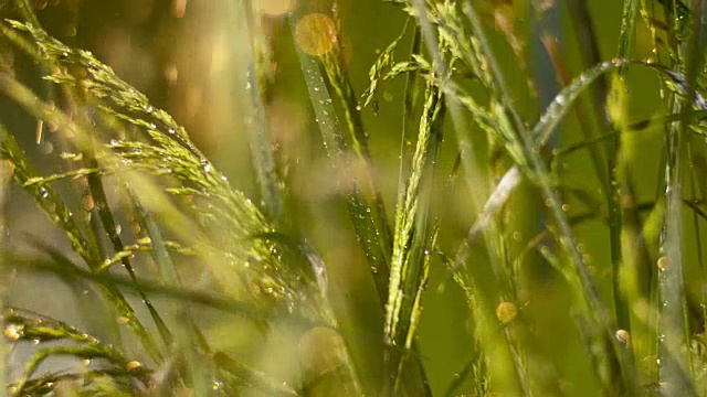 SLO MO TD草在夏雨中视频素材