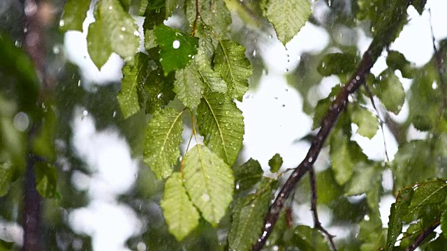 雨落在树叶上视频素材