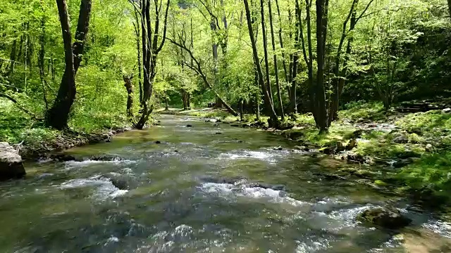 森林中的河流视频素材