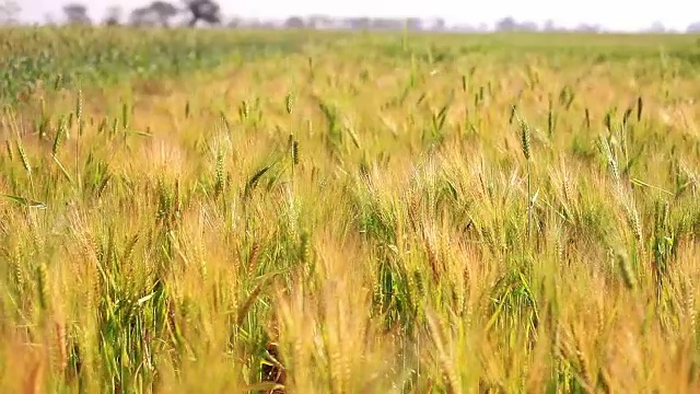 小麦在风中摇曳视频素材