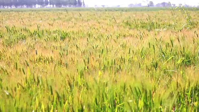 小麦在风中摇曳视频素材