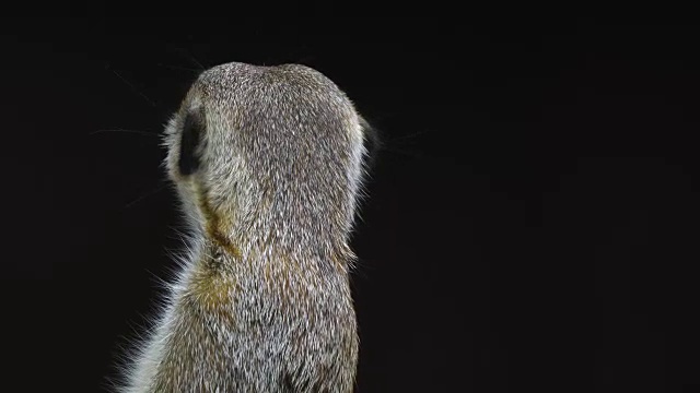 Suricate或Meerkat, Cabárceno自然公园，Pisueña谷，佩纳戈斯市，坎塔布里亚，西班牙，欧洲视频素材