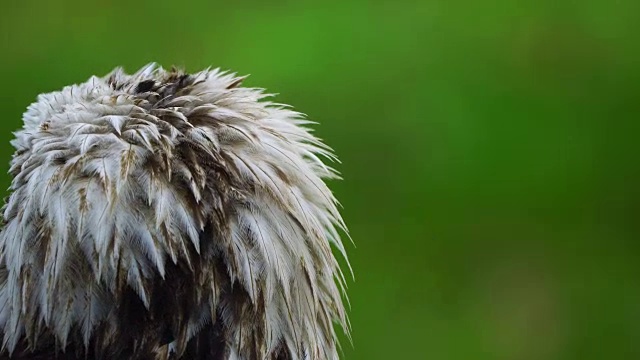 秃鹰的肖像(Haliaeetus leucocephalus)， Cabárceno自然公园，Pisueña谷，佩纳戈斯市，坎塔布里亚，西班牙，欧洲视频素材