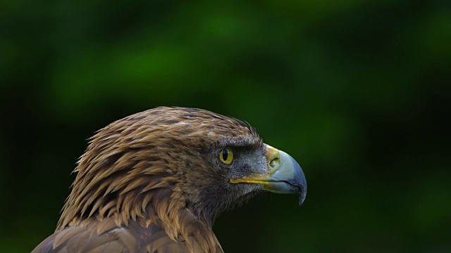 金鹰的肖像(Aquila chrysaetos)， Cabárceno自然公园，Pisueña谷，佩纳戈斯市，坎塔布里亚，西班牙，欧洲视频素材