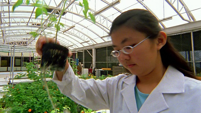 近距离观察亚洲女技术员在温室中测量植物的根视频素材画面1