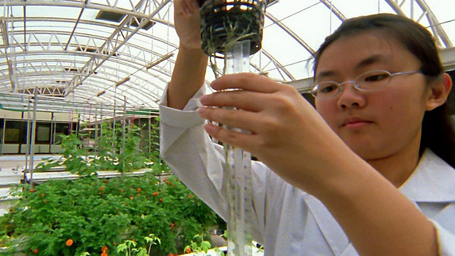 近距离观察亚洲女技术员在温室中测量植物的根视频素材画面2