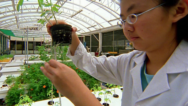 近距离观察亚洲女技术员在温室中测量植物的根视频素材画面3