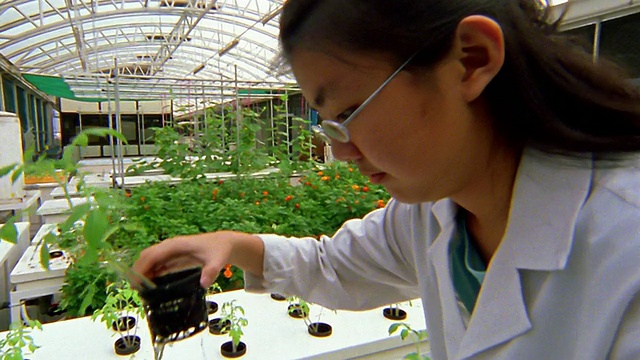 近距离观察亚洲女技术员在温室中测量植物的根视频素材画面4