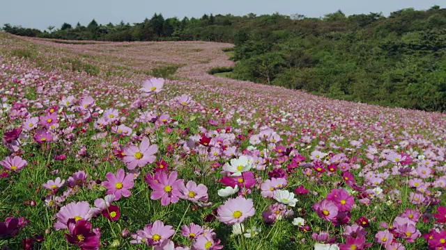 内山农场的宇宙田视频素材