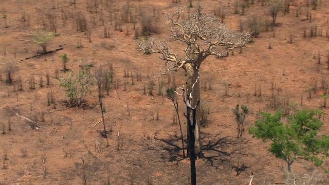 在马达加斯加干旱的景观中，空中飞过猴面包树(Adansonia)视频素材