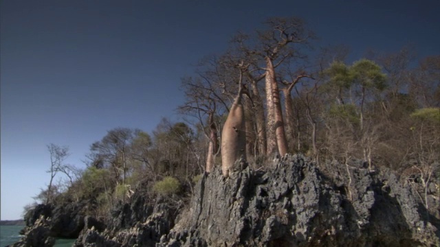 马达加斯加沿海悬崖和猴面包树(Adansonia)森林视频素材