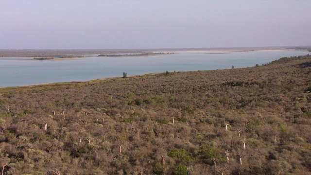 空中猴面包树(Adansonia)和Tsimanampetsotsa湖，马达加斯加视频素材