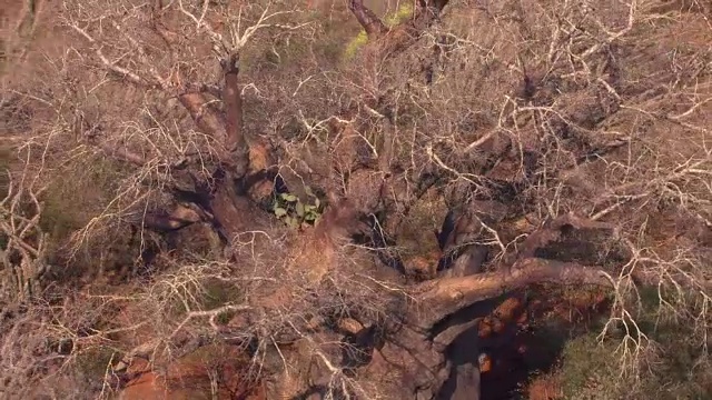 空中飞过猴面包树(Adansonia)在干旱多刺的森林，马达加斯加视频素材