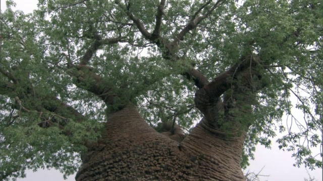 倾斜在猴面包树(Adansonia)，马达加斯加视频素材