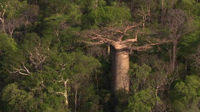 空中飞过猴面包树(Adansonia)，马达加斯加视频素材