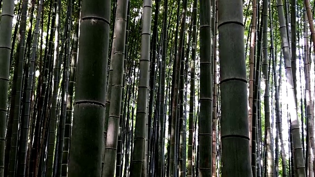 日本京都的竹林视频素材