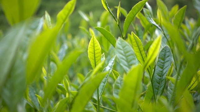 茶叶，茶树茶叶产品展示种茶绿茶特写视频素材画面1