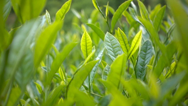 茶叶，茶树茶叶产品展示种茶绿茶特写视频素材画面2