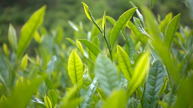 茶叶，茶树茶叶产品展示种茶绿茶特写视频素材画面3