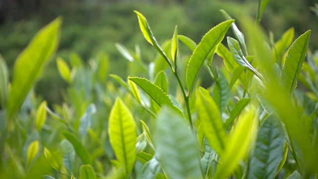 茶叶，茶树茶叶产品展示种茶绿茶特写视频素材画面4