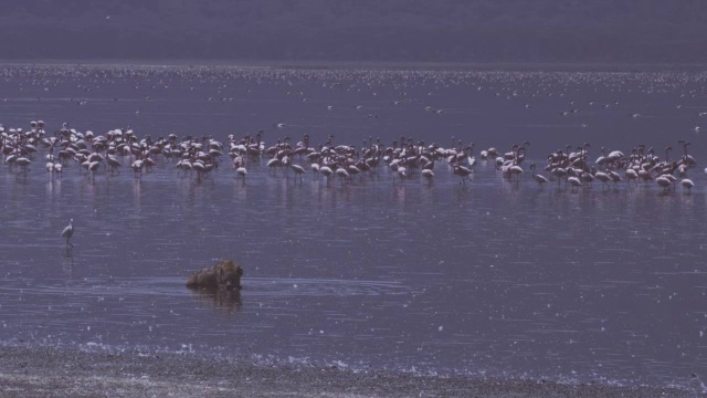 WS鬣狗躺在湖里四处张望，火烈鸟在后面视频素材