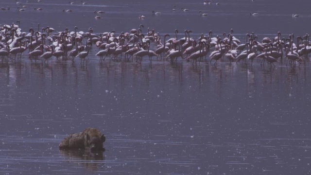 WS鬣狗躺在湖里四处张望，火烈鸟在后面视频素材