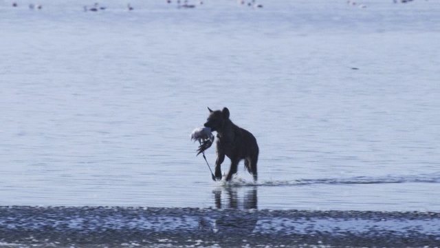 鬣狗在湖中跑向摄像机，嘴里叼着火烈鸟视频素材