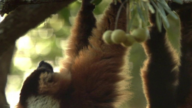 马达加斯加森林里，红狐猴(Varecia rubra)在树上摇摆着吃水果视频素材