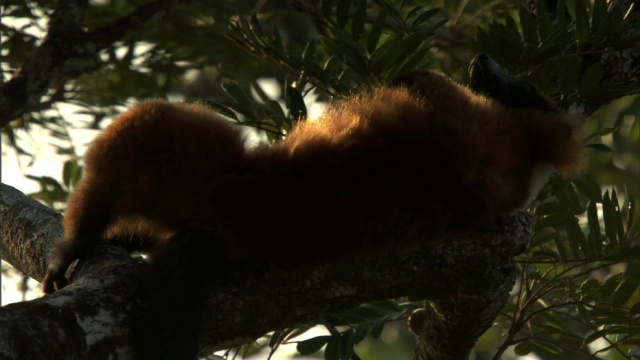 马达加斯加的森林里，一只红毛狐猴正在梳毛并躺在树上视频素材