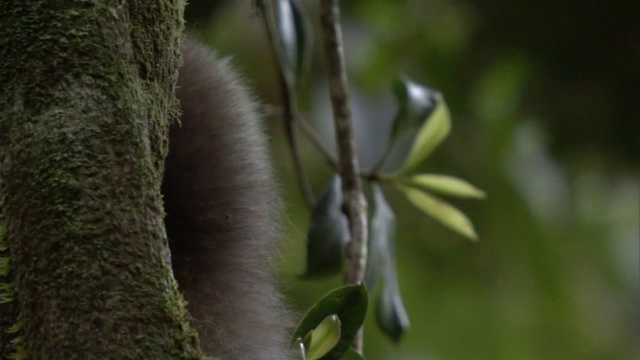 丝质狐猴(Propithecus candius)在森林吃树叶，马达加斯加视频素材