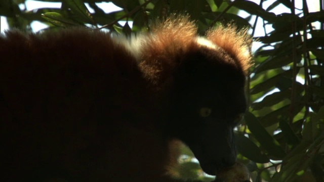 马达加斯加森林中，红狐猴(Varecia rubra)从树上掉落果实视频素材