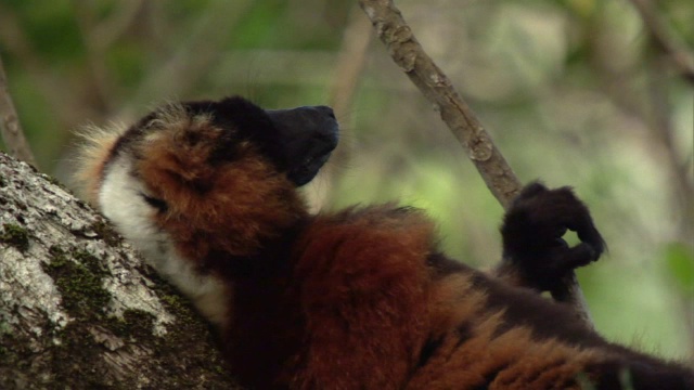 马达加斯加的森林里，一只红尾狐猴躺在树上视频素材